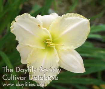 Daylily Inspired Word